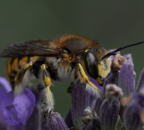 Honigbiene auf Lavendel