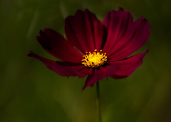 eine Cosmea ...
