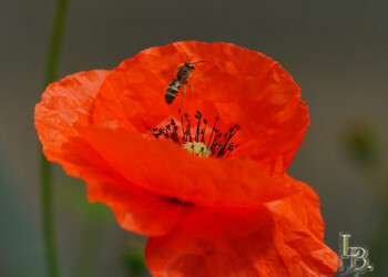 Der Klatschmohn