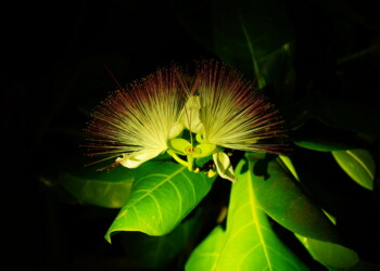 die Blüte des Fish Poison Tree