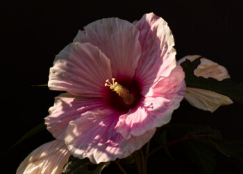 Blüte eines Gartenhibiskus