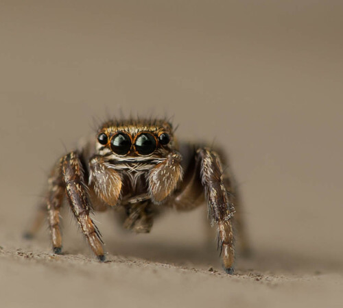 Springspinne
